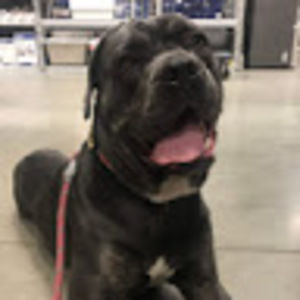 Meet your Posher, Carli